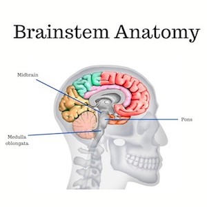 Brainstem Anatomy