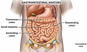 Gastrointestinal Anatomy