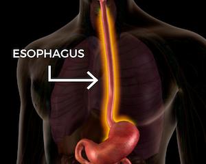 Esophagus