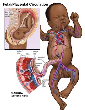 placental circulation problems