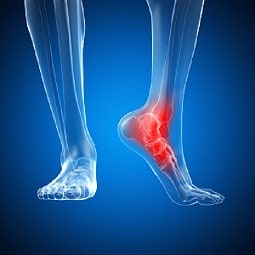 ankle