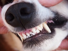 maryland dog bite answers