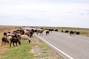 livestock accident