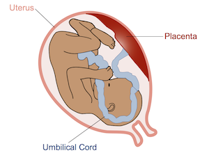 Womb Graphic