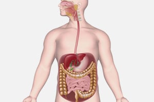 Gastrointestinal System